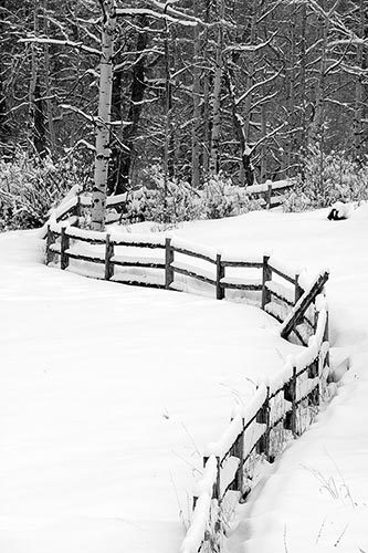[© Winding Fence, Winter Aspens - B&W by Judy Hill is described with Lenado, Woody Creek, Colorado, High Key, Black, Cold, Cool, Gray, Neutrals, Silver, White, Snow, Snowy, Woods, 2004, Winter, Tree, Trees, Aspens, Vertical, Stock, Fine Art, Rocky Mountains, Fence, Farm, Mountain, Ranches, Black and White hit 19983 rate ]