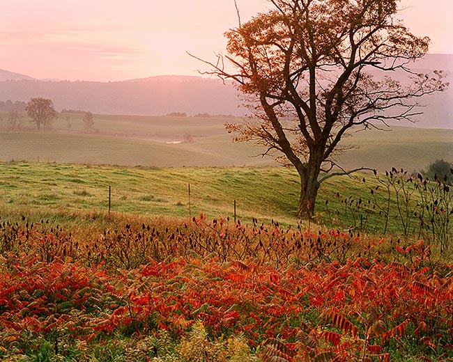 [© Daybreak by Judy Hill is described with Color, Warm, River Valley, Horizontal, Fall, Stock, Gold, Green, Magenta, Maroon, Orange, Peach, Pink, Purple, Reds, Air, Brush, Bush, Cloudy, Leaf, Leaves, Foliage, Pasture, Pond, Sun, Tree, Sumac, Farms, Farm, New England, Vermont, 1986, Sunrise, Sunset, Fine Art, retro hit 17502 rate ]