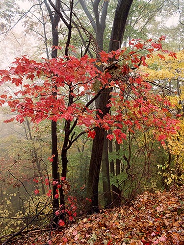 [© Red Tree by Judy Hill is described with Color, Warm, Woods, Vertical, Fall, Stock, Black, Hot, Reds, Yellows, Orange, Brown, Brush, Foliage, Leaf, Leaves, Tree, New England, Massachusetts, Trees, 1986, Fine Art, retro hit 19067 rate ]