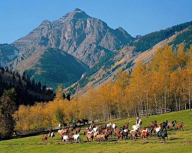 [© Round-up by John Austin Hill is described with Color, Warm, Blue, Gray, Brown, Orange, Gold, Green, Black, White, Mountain, Woods, Horizontal, Fall, Animal, Horse, Horses, Dog, Stock, Pyramid, Pyramid Peak, Rocky Mountain, White River National Forest, Aspen, Colorado, Air, Blue sky, Leaf, Leaves, sky, Trail, Chris Bentley, person, People, Alpine, Mountains, Farms, Farm, Rural, Ranches, Tree, Trees, Cottonwoods, Fine Art hit 17453 rate ]