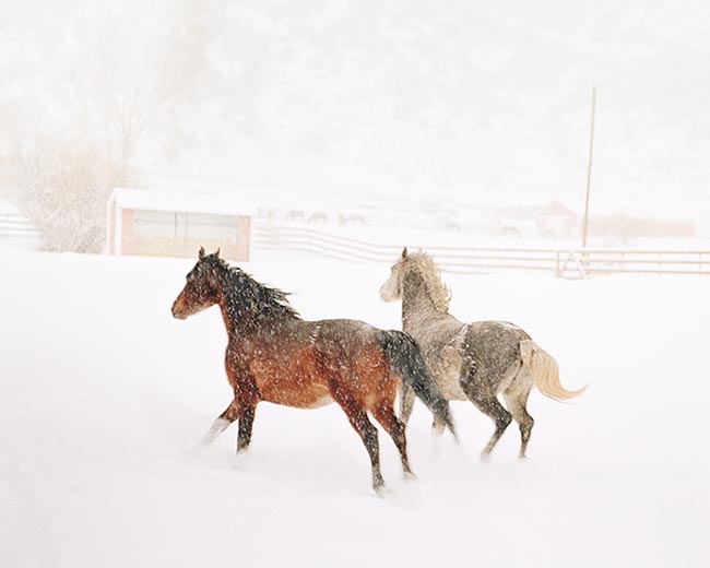 [© Cozy Point by Judy Hill is described with Stock, Color, Cool, Warm, Neutrals, Farm, Horizontal, Winter, Barns, Horse, Horses, Brown, Beige, Gray, White, Aspen, Rocky Mountain, Rockys, Roaring Fork Valley, White River National Forest, Snow, Snowy, Misty, Pasture, Fence, Ranches, Rural, Animal, Fine Art, retro hit 18936 rate ]