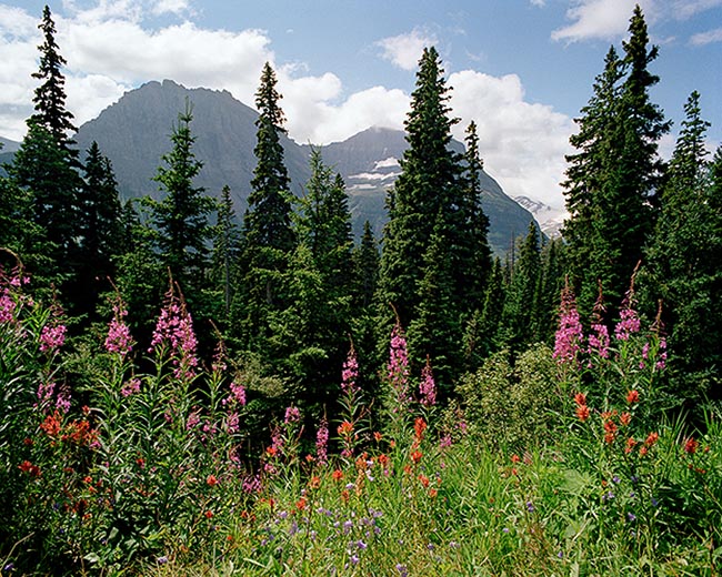 [© Mountain Blossoms by Judy Hill is described with Stock, National Park, Montana, Glacier National Park, Color, Cool, Warm, Mountain, Woods, Horizontal, Spring, Summer, Blue, Green, Pink, Orange, Magenta, Reds, White, Yellows, Air, Blue sky, Flower, Mt., Tree, Flowers, Fireweed, Indian Paint Brush, Mountain Bluebells, Alpine, Mountains, Fine Art, Rocky Mountain, Rockys, retro hit 27716 rate ]