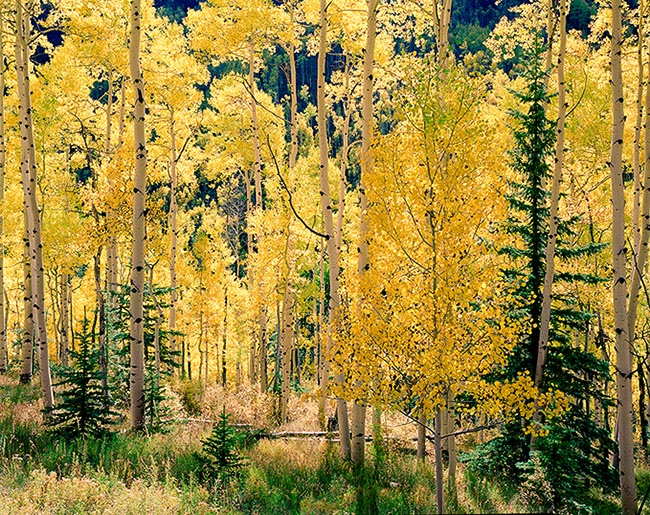 [© Castle Creek Fall Horizontal by Stuart Huck is described with Beige, Black, golden, Green, Warm, Yellows, Air, Aspens, Evergreen, Forest, Leaves, Trees, Woods, Horizontal, Aspen, Colorado, Elk Range, Rockys, White River National Forest, Mountains, Rocky Mountains, Autumn, Fall, Color, Fine Art, Stock, Maroon Bells-Snowmass Wilderness, Rocky Mountain, Tree hit 19656 rate ]