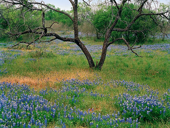 [© Honey Creek Bluebonnets by Judy Hill is described with Fine Art, Color, Cool, Farm, Woods, Horizontal, Spring, Summer, Stock, Black, Blue, Purple, Gold, Green, Reds, White, Yellows, Brush, Bush, Grass, Flower, sky, Tree, Flowers, Bluebonnets, Ranches, Rural, Pasture, Texas, Live Oaks, retro hit 19185 rate ]