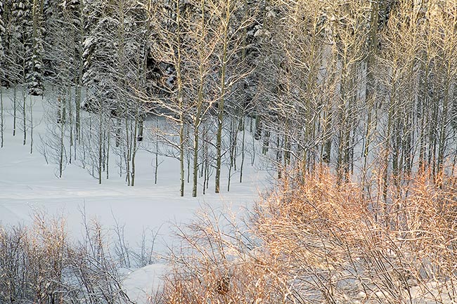 [© Elk Trail, Snowy Dawn by Judy Hill is described with Fine Art, Color, Neutrals, Cool, Warm, Woods, Horizontal, Winter, Stock, Beige, Black, Blue, Cold, Gold, Gray, Orange, White, Colorado, Rocky Mountain, Rockys, Snowmass, White River National Forest, Alpine, Forest, 2004, Sunrise, Aspens, Tree, Trees, Brush, Bush, Path, Snow, Snowy, retro hit 17880 rate ]