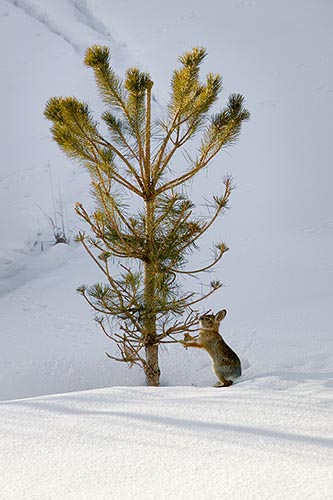[© Bunny and Pinelet by Judy Hill is described with Fine Art, High Key, Stock, Beige, Black, Blue, Cold, Cool, Gray, Neutrals, White, Rocky Mountain, Rockys, Woody Creek, Snow, Snowy, Mountain, Mountains, Alpine, 2004, Winter, Pine, Tree, Colorado, Close, Vertical, Rocky Mountains, Color hit 17672 rate ]