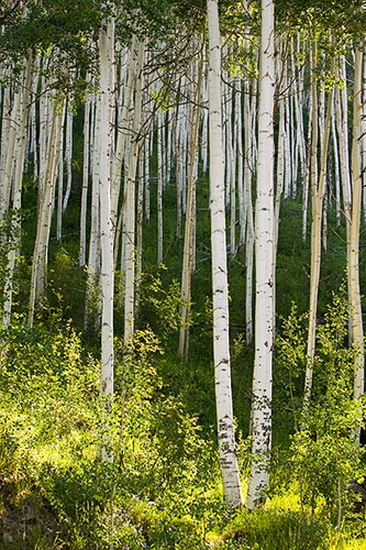 [© Electric Aspens 1 by Judy Hill is described with Stock, Beige, Brown, golden, Green, Hot, Neutrals, Warm, Yellows, Colorado, Independence Pass, Mountain, Rocky, Rockys, White River National Forest, Alpine, Leaf, Leaves, Woods, Rocky Mountains, Spring, Summer, 2004, Aspens, Tree, Trees, Vertical, Live, Fine Art hit 19238 rate ]