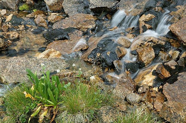 [© Mine Shaft Stream by Judy Hill is described with Independence Pass, Spring, Horizontal, Waterfall, Water, Streams, Rocky, Rocks, Rivers, Leaves, Flowers, Alpine, Neutrals, Green, Black, Beige, Summer, Rockys, Rocky Mountains, Elk Range, Colorado, Mt., Mountains, Fine Art, Stock, Color, Gray, White, Mountain, White River National Forest, 2004, Close, Close up hit 19636 rate ]
