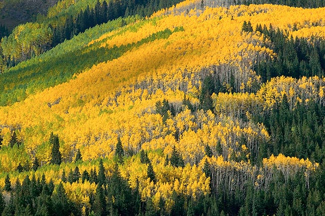 [© Fall Tapestry by Judy Hill is described with Sunrise, Fall, Autumn, Rockys, Rocky Mountains, Elk Range, Colorado, Woods, Pines, Pine, Mt., Mountain, Mountains, Foliage, Evergreen, Aspens, Alpine, Yellows, Warm, Hot, Green, Color, Fine Art, Stock, Horizontal, Maroon Bells-Snowmass Wilderness, 2004, Forest hit 21657 rate ]