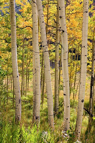[© Fall Festival by Judy Hill is described with golden, Green, Hot, Warm, Yellows, Alpine, Aspens, Evergreen, Foliage, Mt., Pine, Pines, Woods, Colorado, Elk Range, Rocky Mountains, Rockys, Autumn, Fall, Vertical, Sunrise, Color, Fine Art, Stock, Maroon Bells-Snowmass Wilderness, 2004, Forest hit 19767 rate ]
