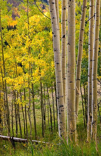 [© All That Jazz by Judy Hill is described with Sunrise, Vertical, Fall, Autumn, Rockys, Rocky Mountains, Elk Range, Colorado, Woods, Pines, Pine, Mt., Foliage, Evergreen, Aspens, Alpine, Yellows, Warm, Hot, Green, golden, Color, Fine Art, Stock, Maroon Bells-Snowmass Wilderness, 2004, Forest hit 19990 rate ]