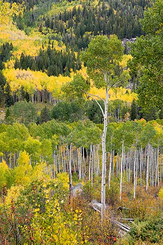 [© Fall Sentinel by Judy Hill is described with Autumn, Fall, Rocky Mountains, White River National Forest, Colorado, Elk Range, Independence Pass, Vertical, Color, Warm, Woods, Fine Art, Stock, Brown, Gold, Green, White, Yellows, Orange, Aspen, Rocky Mountain, Rockys, Foliage, Leaves, Tree, Alpine, Forest, 2004 hit 19754 rate ]