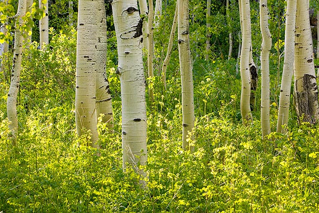 [© Weller Aspen Magic H by Judith A. Hill is described with Beige, Black, Cool, golden, Green, Aspens, Forest, Leaf, Leaves, Tree, Trees, Woods, Independence Pass, Rockys, White River National Forest, Mountain, Mountains, Spring, Summer, Rocky Mountains, Horizontal, 2005, Colorado, Fine Art, Stock, retro hit 29151 rate ]