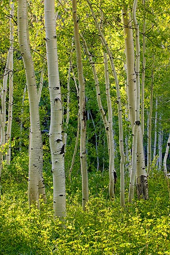 [© Weller Aspen Magic V by Judith A. Hill is described with Beige, Black, Cool, golden, Aspens, Forest, Leaf, Leaves, Tree, Trees, Woods, Independence Pass, Rockys, White River National Forest, Mountain, Mountains, Spring, Summer, Rocky Mountains, Vertical, 2005, Colorado, Fine Art, Stock hit 19402 rate ]