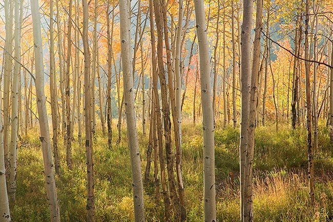 [© Mellow Yellow by Judy Hill is described with Fine Art, Stock, Beige, Brown, golden, Green, Neutrals, Orange, Yellows, White, Warm, Rocky Mountain, White River National Forest, Foliage, Leaf, Leaves, Woods, Alpine, Rocky Mountains, 2005, Fall, Autumn, Aspens, Tree, Trees, Horizontal, Color, Castle Creek, Colorado, Gold, Rockys, Forest hit 19030 rate ]