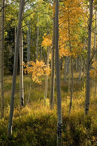 [© Solitary Glory by Judy Hill is described with Stock, Beige, Brown, golden, Green, Castle Creek, Rocky Mountain, White River National Forest, Foliage, Leaf, Leaves, Woods, Alpine, Mountain, Mountains, Rocky Mountains, 2005, Fall, Autumn, Aspens, Tree, Trees, Pine, Evergreen, Vertical, Color, Colorado, Rockys, Forest, Fine Art hit 17790 rate ]