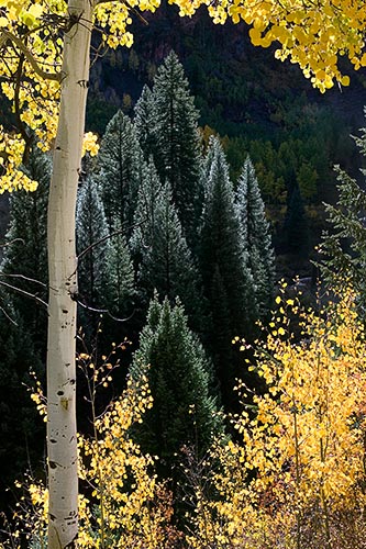 [© Lone Aspen, Shimmering Spruce by Judith A. Hill is described with Yellows, Green, Alpine, Aspens, Evergreen, Forest, Pine, Pines, Rocky, Tree, Trees, Woods, Colorado, Elk Range, Rockys, Mountain, Mountains, Rocky Mountains, Vertical, Fine Art, Stock, Color, Beige, Gold, Maroon Bells-Snowmass Wilderness, 2005, Fall, Warm, Cool hit 19561 rate ]
