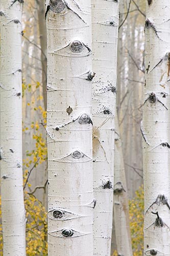 [© Foggy Fall Aspens Vertical by Judy Hill is described with Fine Art, Color, Woods, Fall, Stock, Colorado, Elk Range, White River National Forest, Rockys, Alpine, 2006, Vertical, Cloudy, Tree, Forest, Aspens, Close, Close up, Trees, Black, White, Gold, Yellows, Gray, Neutrals, Cool, Rocky Mountain, Rocky Mountains hit 23959 rate ]