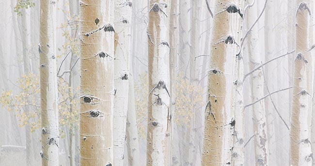 [© Winter's Coming by Judy Hill is described with Color, Neutrals, Woods, Winter, Stock, High Key, Black, Brown, Cold, Cool, Gray, White, Aspen, Colorado, Rockys, White River National Forest, Old Snowmass, Snow, Snowy, Tree, Forest, 2006, Aspens, Trees, Horizontal, Abstract, Fine Art, Rocky Mountains, retro hit 33709 rate ]