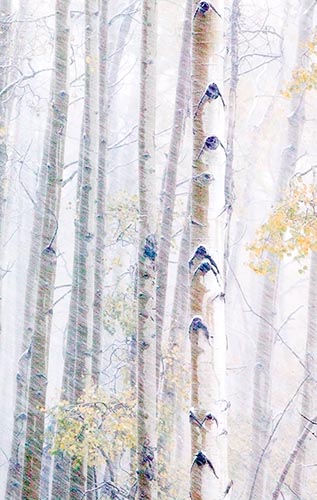 [© Winter Aspens Abstract by Judy Hill is described with Color, Neutrals, Woods, Winter, Stock, High Key, Black, Brown, Cold, Cool, Gray, White, Aspen, Colorado, Rockys, White River National Forest, Old Snowmass, Snow, Snowy, Tree, Forest, 2006, Aspens, Trees, Horizontal, Abstract, Fine Art, Rocky Mountains
 hit 22854 rate ]