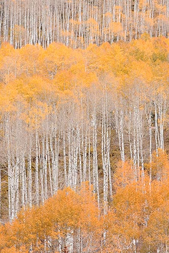 [© Sherbet Sunday by Judy Hill is described with Warm, Neutrals, Woods, Vertical, Fall, Stock, Color, Colorado, Castle Creek, Rocky Mountains, Rockys, White River National Forest, Alpine, 2006, Aspens, Tree, Trees, Forest, Fine Art hit 24250 rate ]