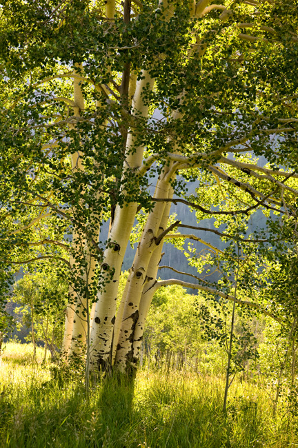 [© Backlit Aspens by Judy Hill is described with Woods, Summer, Color, Green, Colorado, Maroon Bells-Snowmass Wilderness, Alpine, Forest, 2007, Vertical, Grass, Tree, Warm, Yellows, Beige, Pasture, Fine Art, 5/19 for web, retro hit 10691 rate ]