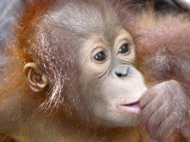 [© Nyaru Baby by Amory B. Lovins is described with Fine Art, Color, Horizontal, International, Orangutan, Borneo, Orange, Nyaru Mentang, remix hit 21343 rate ]
