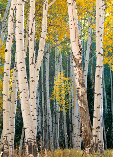 [© Aspen Peek-a-boo by Amory B. Lovins is described with Color, Fine Art, Fall, Trees, Vertical, Warm, Mountains, Aspen Trees, Bark, Gold, Yellow, White, Rocky Mountains, retro hit 26178 rate ]