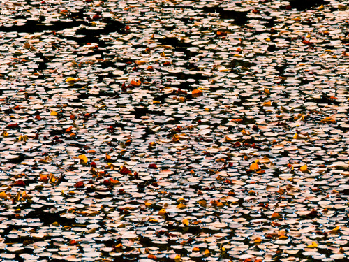 [© Leaves and Pond by Amory B. Lovins is described with Color, Fine Art, Fall, Pond, Horizontal, Warm, Mountains, Leaves, Water, orange, Rocky Mountains, retro hit 26635 rate ]