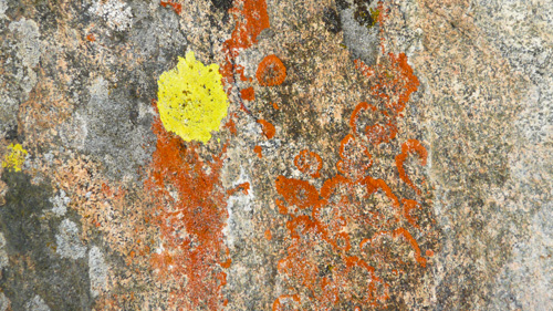 [© Lichen Rock Horizontal by Amory B. Lovins is described with Color, Fine Art, Fall, Abstract, Horizontal, Warm, Mountains, Rocks, Lichen, Rocky Mountains hit 19004 rate ]