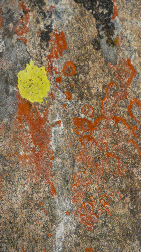 [© Lichen Rock Vertican by Amory B. Lovins is described with Color, Fine Art, Fall, Abstract, Vertical, Warm, Mountains, Rocks, Lichen, yellow, orange, beige, Rocky Mountains hit 20997 rate ]