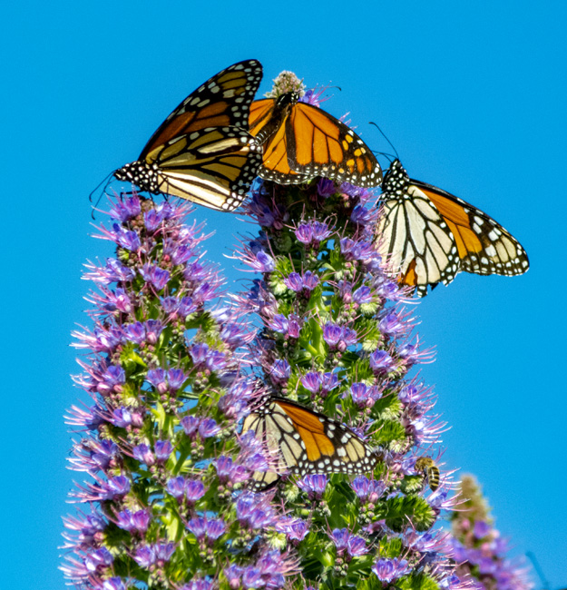 [© Monarch Gathering by Amory B. Lovins is described with Color, Fine Art, 5/19 for web, blue, orange, purple, monarch, california, Esalen, Vertical, Horizontal, retro hit 19699 rate ]