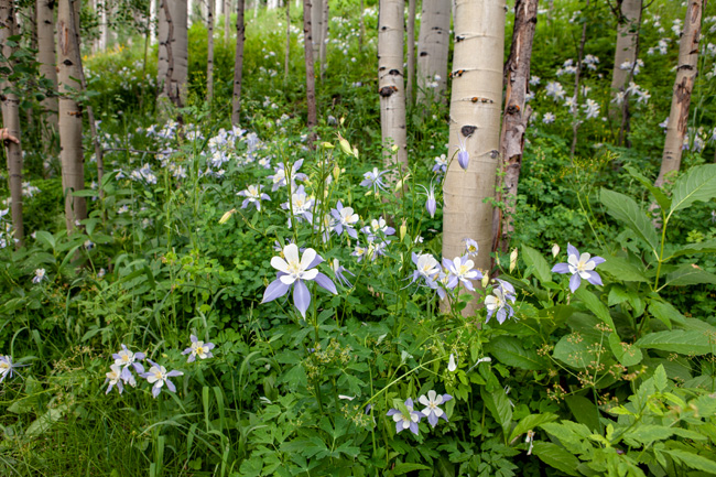 [© Cathedral Columbines by Judy Hill Lovins is described with Color, Fine Art, 5/19 for web, green, beige, purple, white, columbine, colorado, flowers, aspen tree, Horizontal, retro hit 11349 rate ]