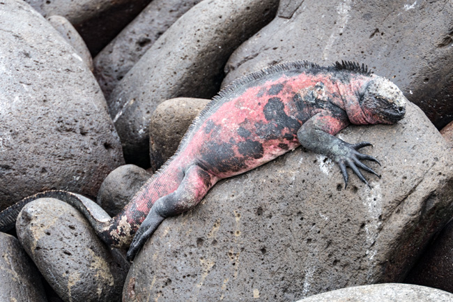 [© Pink Sprawl by Amory B. Lovins is described with Galapagos, Color, Rock, Pink, Gray, Fine Art, Horizontal, Cool, Warm, Marine Iguana hit 19678 rate ]