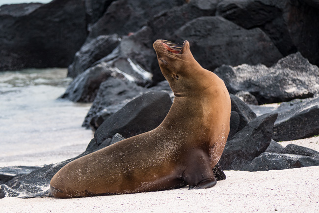 [© High C by Amory B. Lovins is described with Galapagos, Sea Lion, Color, Brown, Black, White, Fine Art, Horizontal, Warm, Cool hit 19124 rate ]