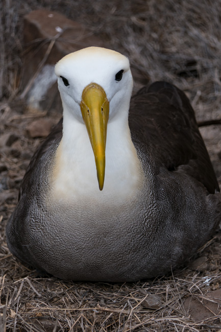 [© Albatross by Amory B. Lovins is described with Galapagos, Bird, Waved Albatross, Color, Black, Gray, White, Yellow, Fine Art, Vertical, Cool, Warm hit 19515 rate ]