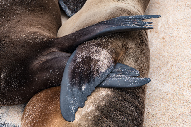 [© Flipper Cuddle by Amory B. Lovins is described with Galapagos, Sea Lion, Fins, Color, Beige, Brown, Cyan, Gray, Fine Art, Horizontal, Warm, cuddle hit 19532 rate ]