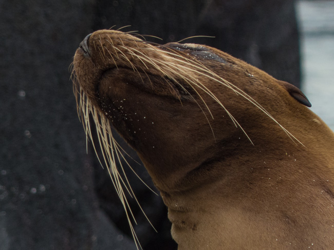 [© Whisker Chin by Amory B. Lovins is described with Galapagos, Color, Fine Art, Horizontal, Brown, Sea Lion hit 19984 rate ]