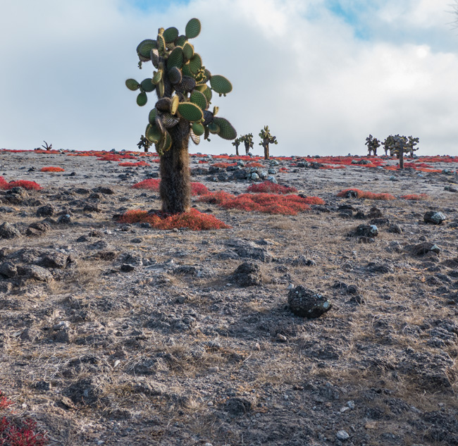 [© Cactus Desert by Amory B. Lovins is described with Galapagos, Cactus, Color, Fine Art, Vertical, Cool, Green, Gray, Orange hit 19944 rate ]