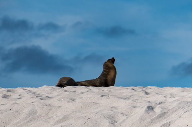 [© ARF by Judy Hill Lovins is described with Galapagos, Sea Lion, Color, Fine Art, Horizontal, Brown, Blue, White, Sand, Beach hit 11090 rate ]