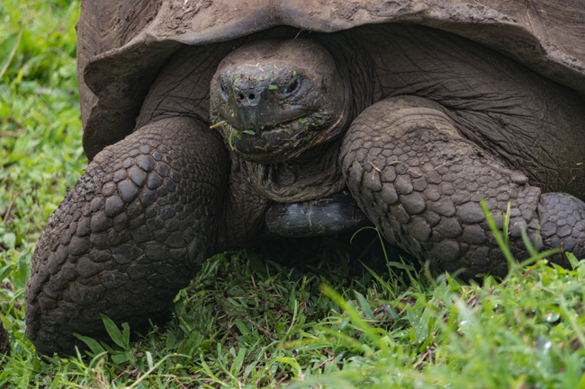 [© Tortoise by Amory B. Lovins is described with Galapagos, Giant Tortoise, Color, Fine Art, Horizontal, Gray, Cool, Brown, Green hit 19472 rate ]