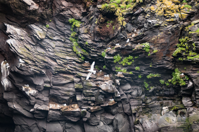 [© Hellnar Cliffs by Amory B. Lovins is described with Iceland, Color, Spring, Slideshow, Hellnar, Fine Art, Horizontal, Brown, Green, White, Neutral, Rock, Rock face, Bird hit 18150 rate ]