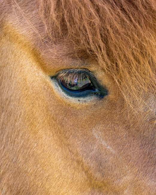 [© Horse Eye by Judith Hill Lovins is described with Iceland, Spring, Fall, Color, Slideshow, Fine Art, Vertical, Yellow, Orange, Black, Warm, Horse, Eye hit 9789 rate ]