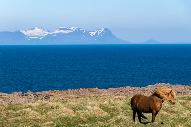 [© Wind in the Mane by Amory B. Lovins is described with Iceland, Color, Spring, Slideshow, Fine Art, Horizontal, Orange, Brown, Green, Blue, Cool, Warm, Water, Horse, Mountain, Ocean hit 17863 rate ]
