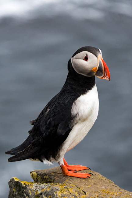 [© Puffin Portrait by Judith Hill Lovins is described with Iceland, Color, Spring, Slideshow, Puffin, Bird, Fine Art, Vertical, Black, Orange, White, Gray, Warm hit 9535 rate ]