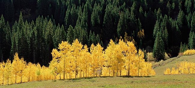 [© Aspen and Spruce by Stuart Huck is described with golden, Green, Yellows, Aspens, Forest, Pines, Trees, Woods, Horizontal, Aspen, Panorama, Mountains, Rocky Mountains, Autumn, Fall, Elk Range, Colorado, White River National Forest, Color, Fine Art, Stock, Warm, Maroon Bells-Snowmass Wilderness, Rocky Mountain, Rockys, Tree, Grass, Plane, Evergreen, Pasture hit 20980 rate ]