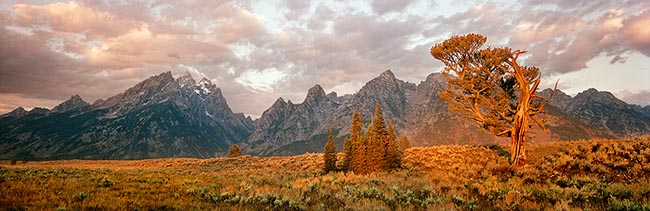 [© Old Patriarch by Judy Hill is described with Stock, Color, Warm, Mountain, Horizontal, Panorama, Fall, Gold, golden, Gray, Orange, Reds, Green, Rocky Mountain, Rockys, Air, Clouds, Cloudy, Mt., Tree, Path, Sagebrush, Alpine, National Park, Grand Teton National Park, Old Patriarch, Teton, Wyoming, The Dreamweaver, Rocky Mountains, Ancient, Desert, Fine Art, retro hit 29677 rate ]