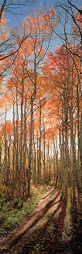 [© Golden Road by Judy Hill is described with Fine Art, Color, Warm, Woods, Forest, Panorama, Vertical, Fall, Stock, Blue, Brown, Green, Gold, Orange, Reds, Colorado, White River National Forest, Rocky Mountain, Rockys, Air, Blue sky, Tree, Road, Trail, Aspens, retro hit 19828 rate ]