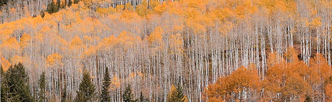 [© Little Annie by Judy Hill is described with Warm, Neutrals, Woods, Horizontal, Fall, Stock, Color, Colorado, Castle Creek, Rocky Mountains, Rockys, White River National Forest, Alpine, 2006, Aspens, Tree, Trees, Evergreen, Pines, Pine, Forest, Fine Art, retro hit 32852 rate ]